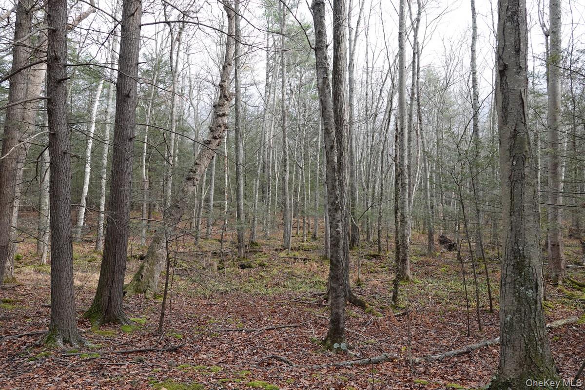 738 Manorville Road Saugerties, NY 12477 - Photo 14 of 15 a view of a forest
