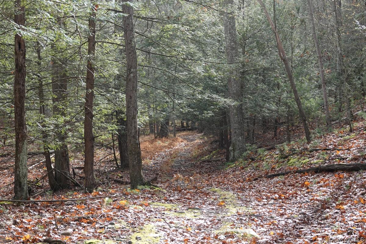 738 Manorville Road Saugerties, NY 12477 - Photo 15 of 15 a view of a forest filled with trees