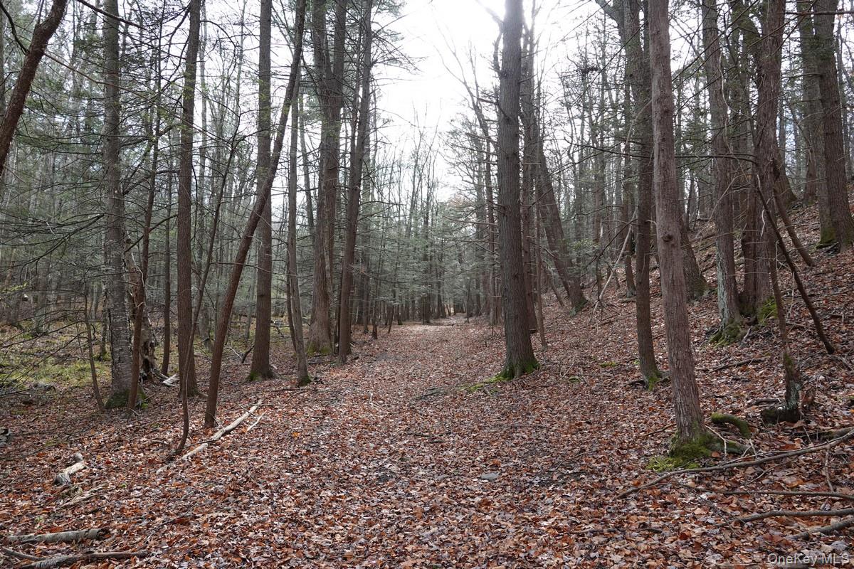 738 Manorville Road Saugerties, NY 12477 - Photo 4 of 15 a view of a forest with lots of trees