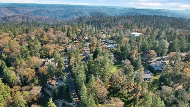 a view of a tree in a forest