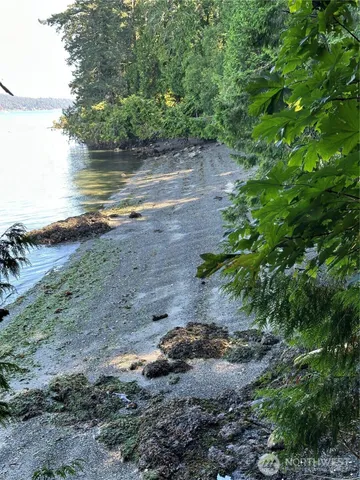 a view of a pathway of a yard with large trees