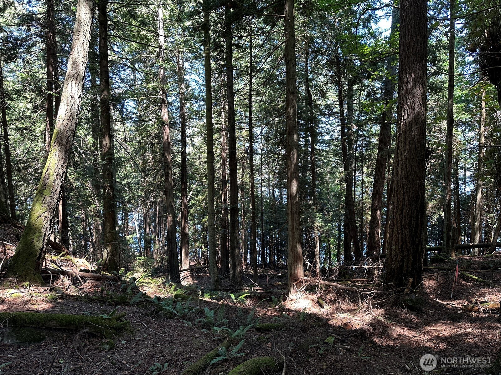 0 Newton Beach Road Shaw Island, WA 98286 - Photo 9 of 16