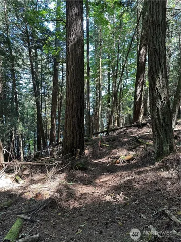 a view of a forest with trees