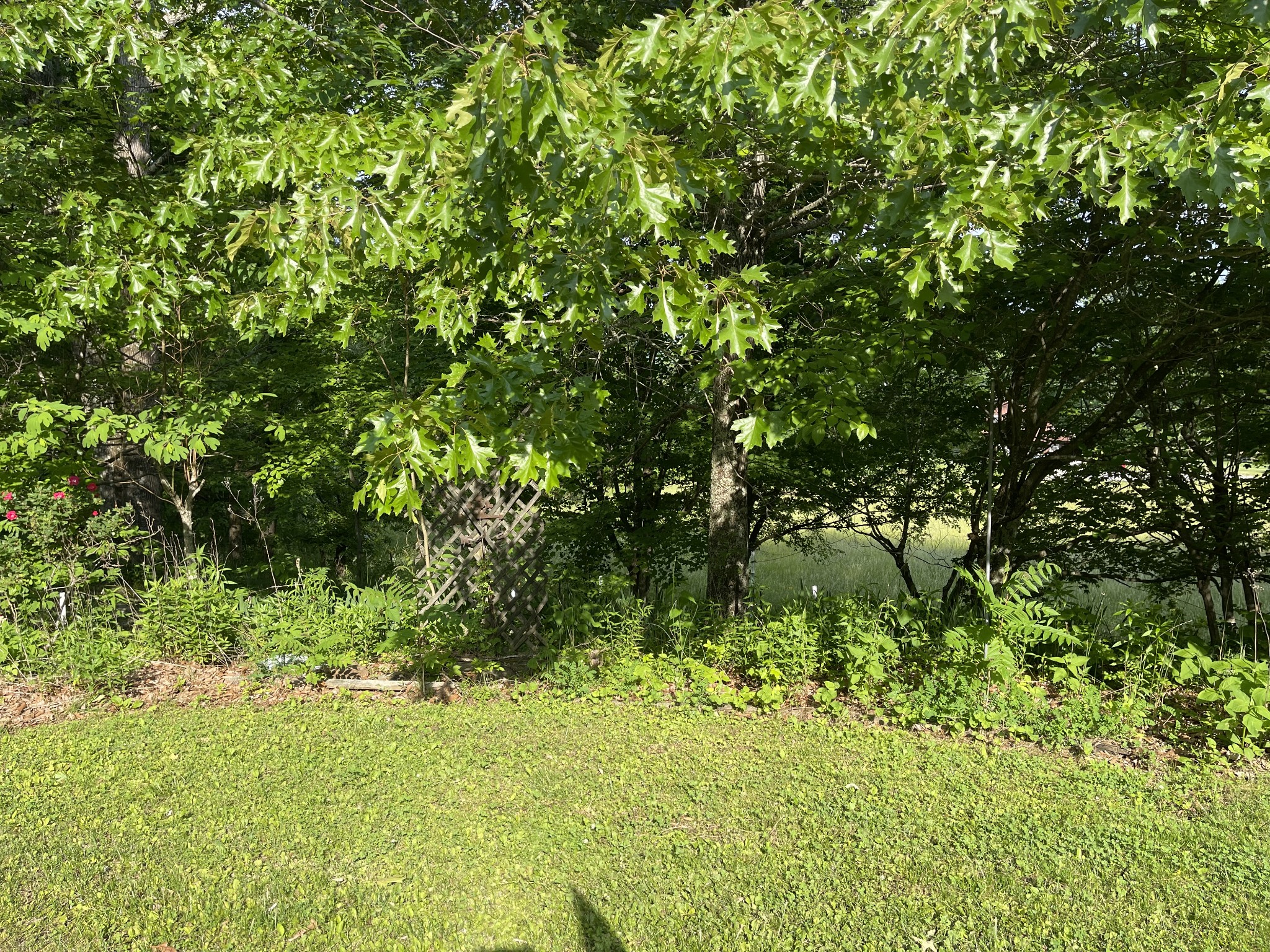 2217 Lemont And Yates Mountain Road Spencer, TN 38585 - Photo 16 of 36 a view of a yard