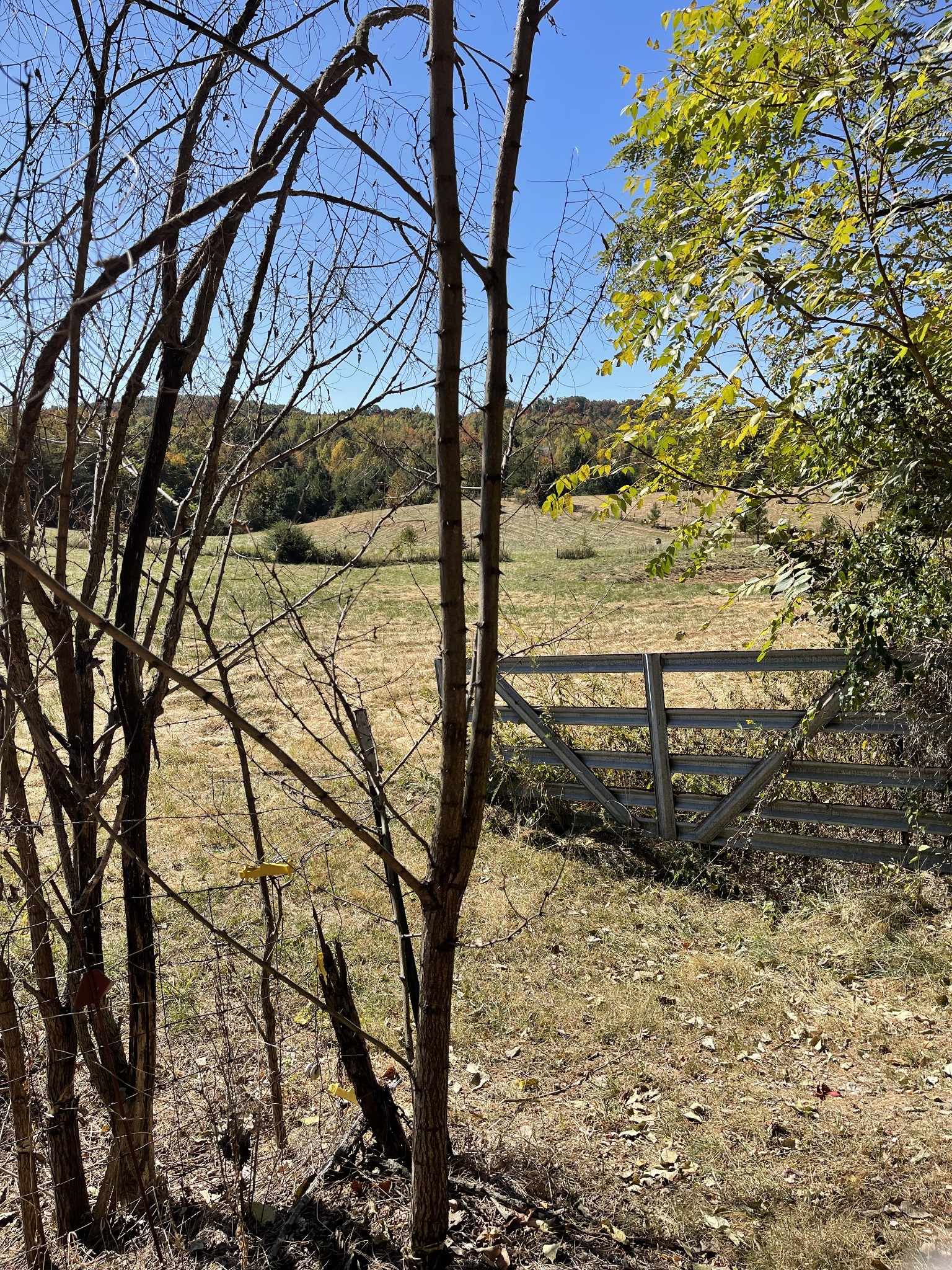 2217 Lemont And Yates Mountain Road Spencer, TN 38585 - Photo 35 of 36 a view of a yard with large trees