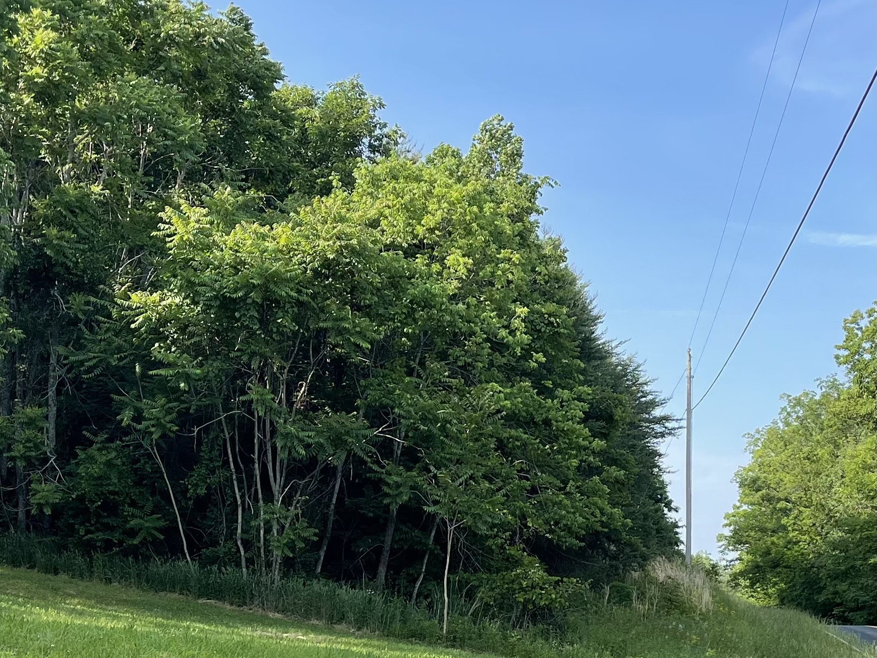 2217 Lemont And Yates Mountain Road Spencer, TN 38585 - Photo 5 of 36 a view of a lush green forest
