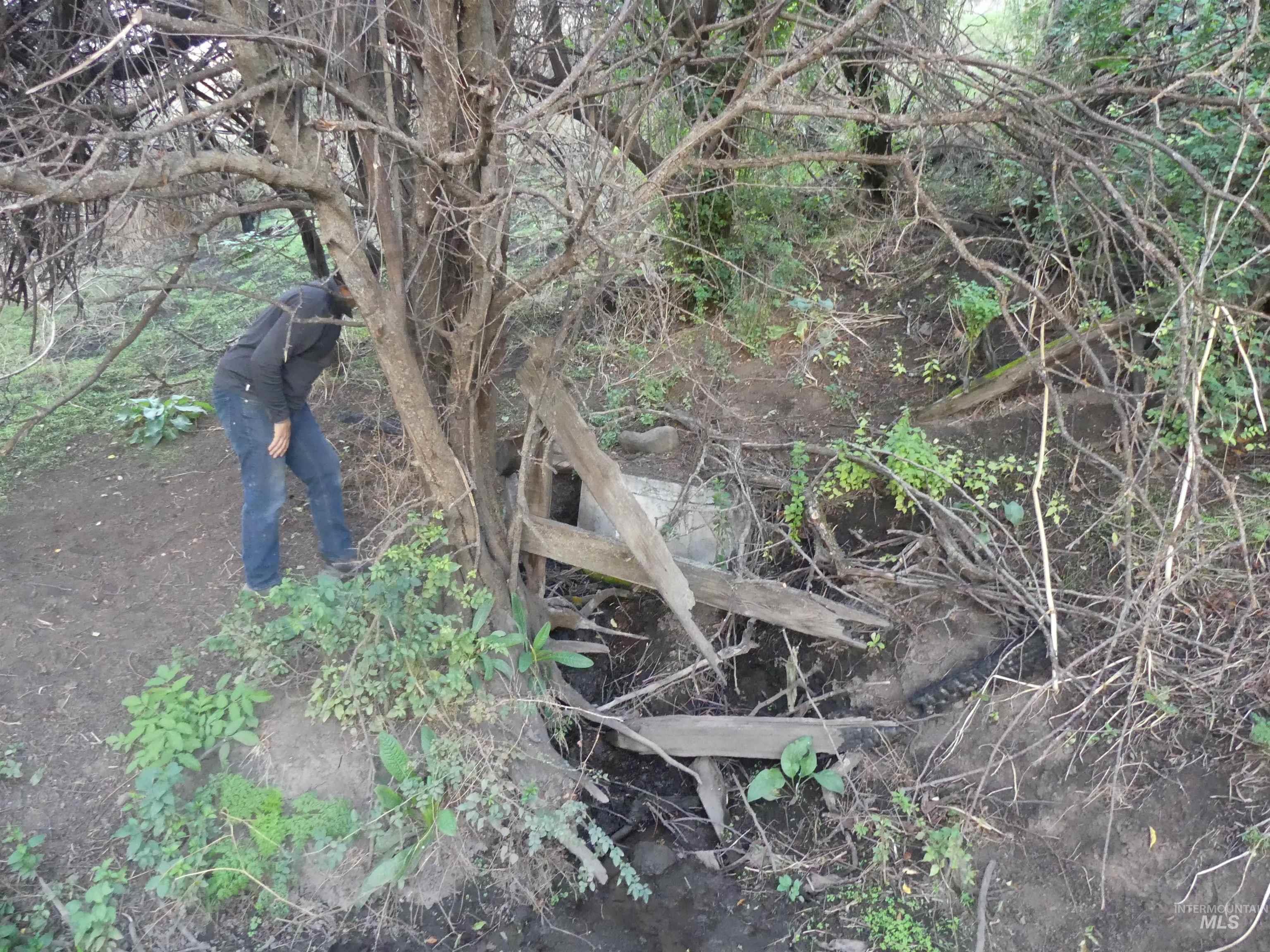 17550 Stoney Point Road Juliaetta, ID 83535 - Photo 21 of 37 View of nature