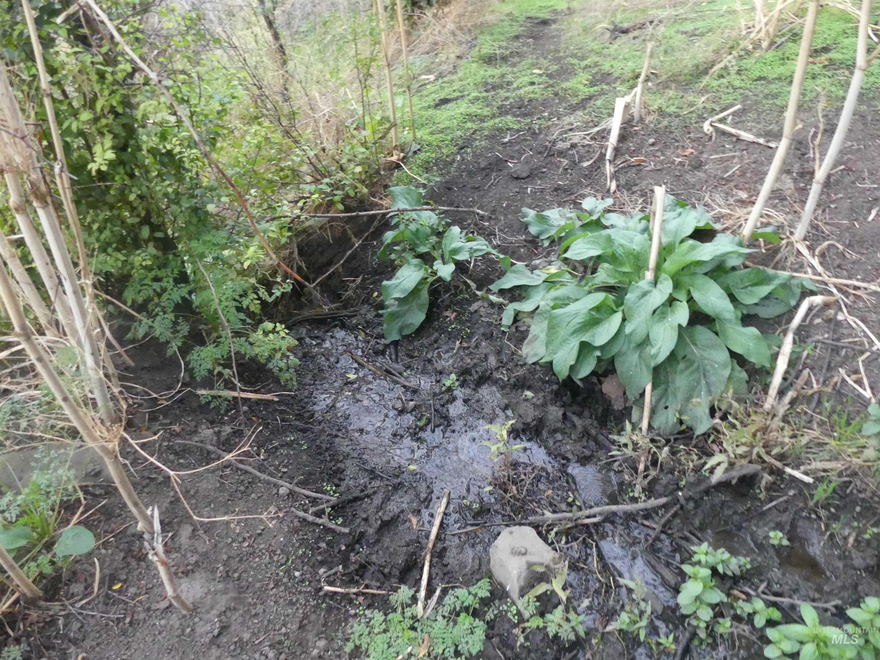 17550 Stoney Point Road Juliaetta, ID 83535 - Photo 24 of 37 View of undeveloped land
