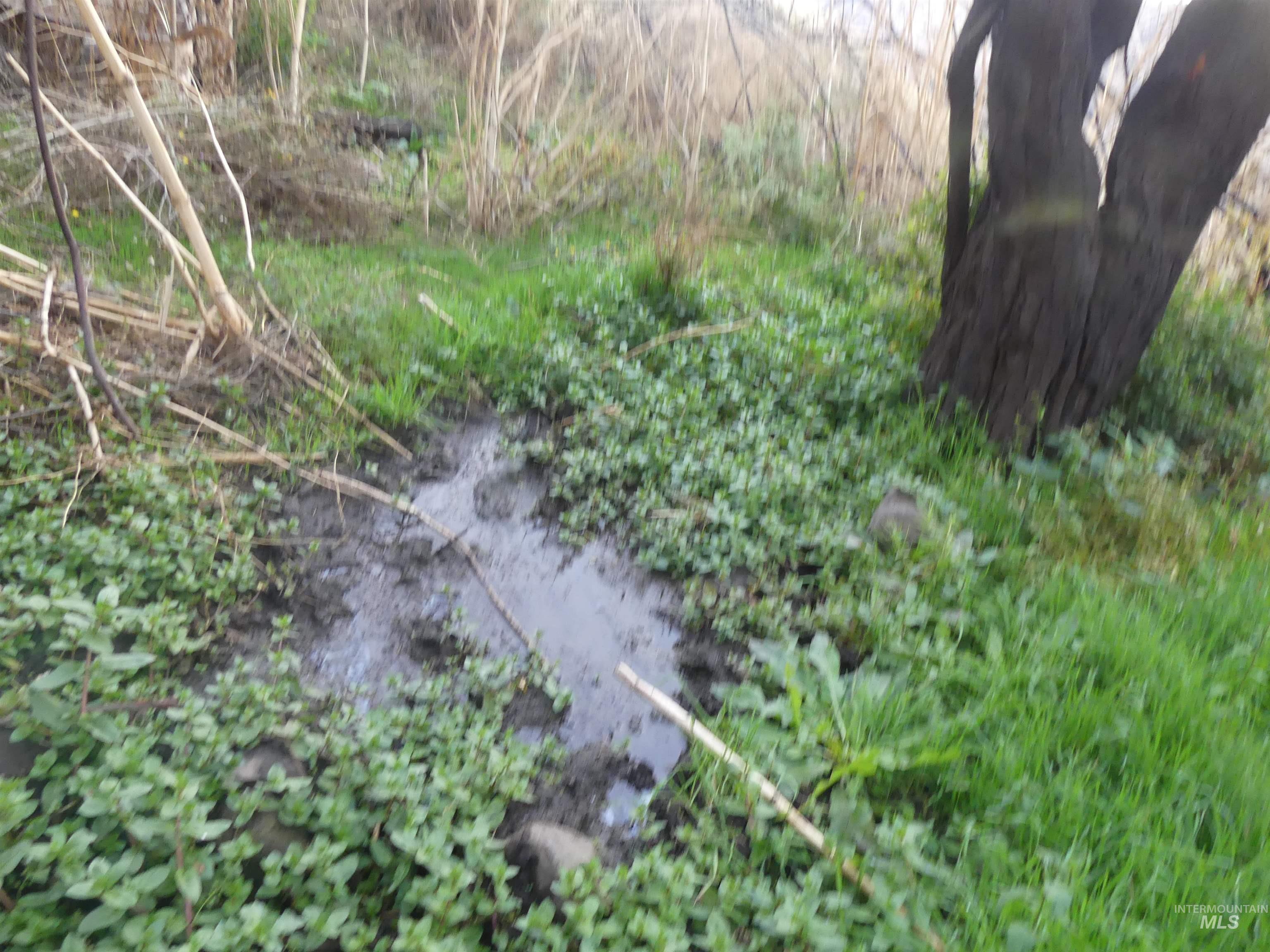 17550 Stoney Point Road Juliaetta, ID 83535 - Photo 25 of 37 View of nature