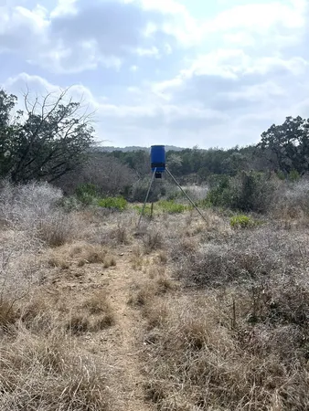a view of a dry yard with trees