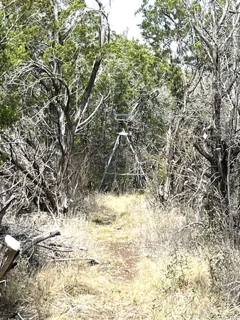 a backyard of a house with a large tree
