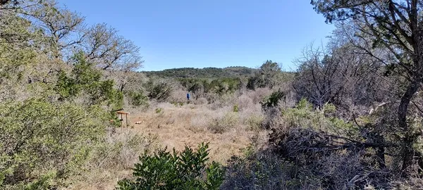 a view of a forest with a mountain in the back