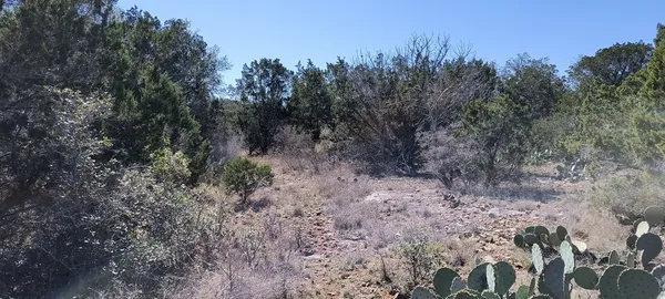 a view of a forest with trees in back
