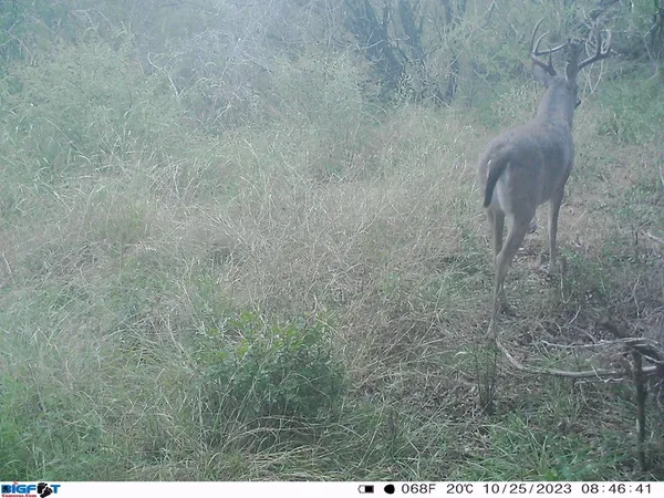 a view of a yard from balcony