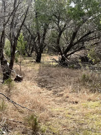 a view of a yard with a tree