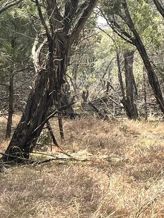a view of tree covered with snow