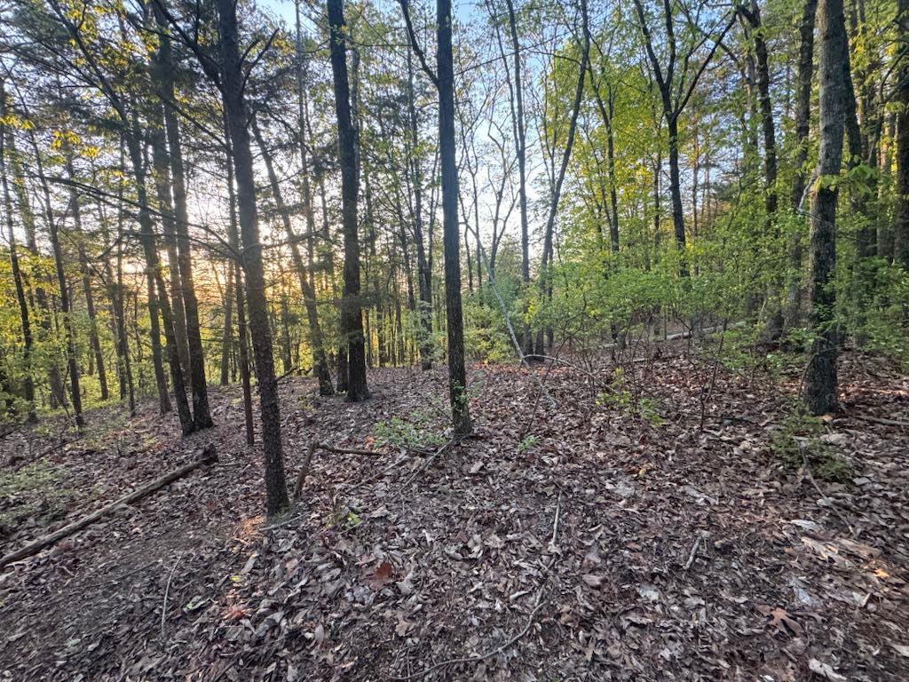 711 Railey Ridge Ranger, GA 30734 - Photo 1 of 1 a view of a forest that has large trees