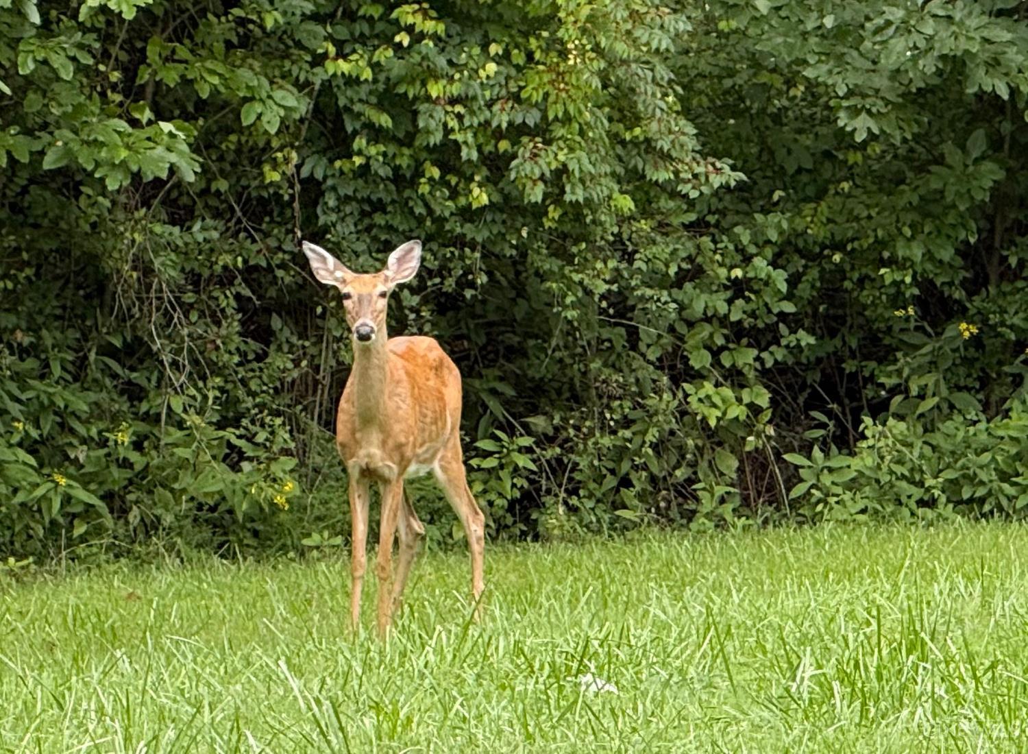 3535 Lewis Road Amelia, OH 45102 - Photo 30 of 46 As if on cue, the deer were out grazing when the pictures were taken.