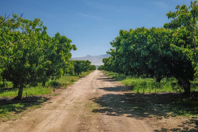 a view of a yard with plants and trees