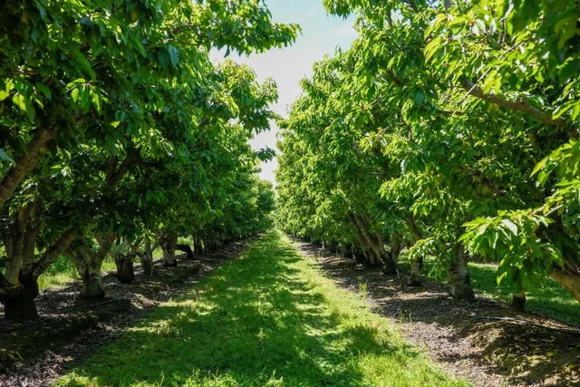 a view of a lush green forest