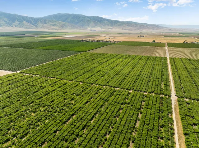 a view of an ocean from a yard