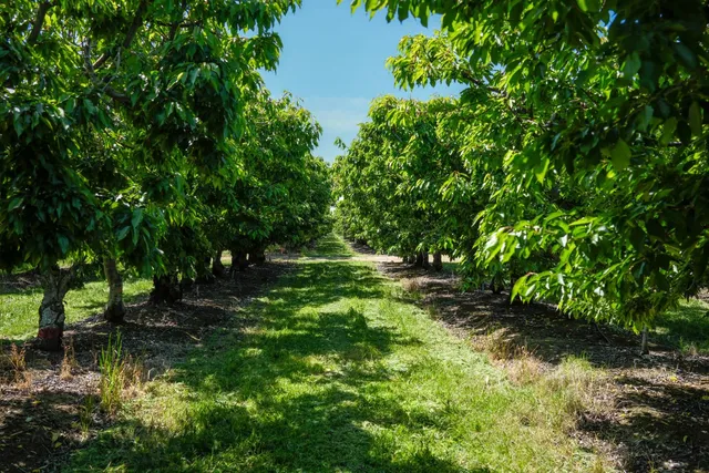 a backyard of a house with lots of green space and fountain