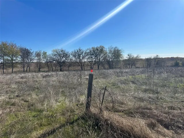 a view of a forest with a tree
