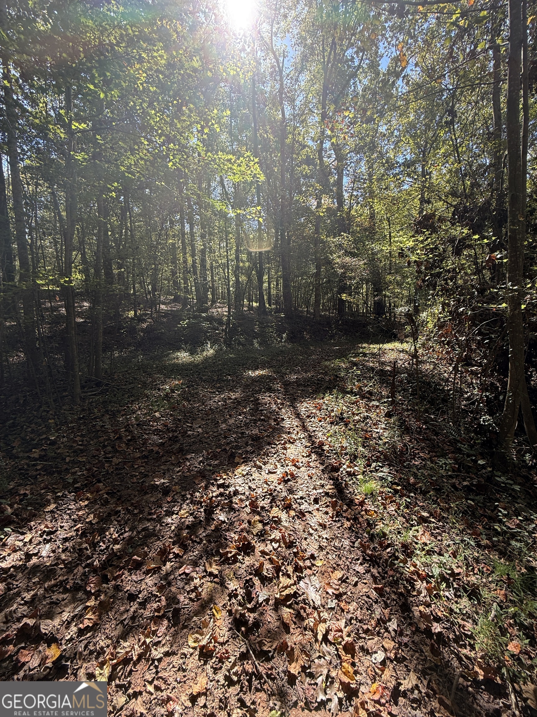 0 Erastus Church Road Commerce, GA 30530 - Photo 7 of 13 a view of a forest with trees