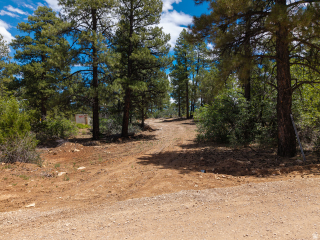 295 South White Oak Street, Unit 8AD2 Orderville, UT 84758 - Photo 3 of 7 Expansive wooded lot featuring mature evergreen trees and a graded dirt road