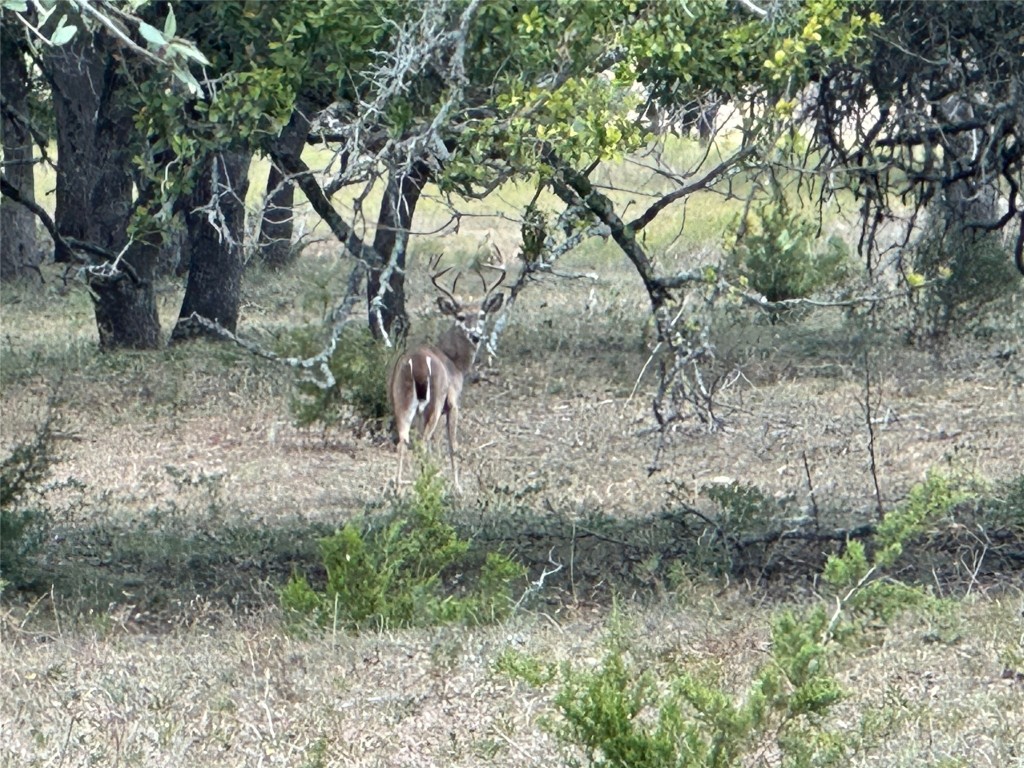 1058 Jacob Road Fredericksburg, TX 78624 - Photo 7 of 7 a view of a forest filled with trees