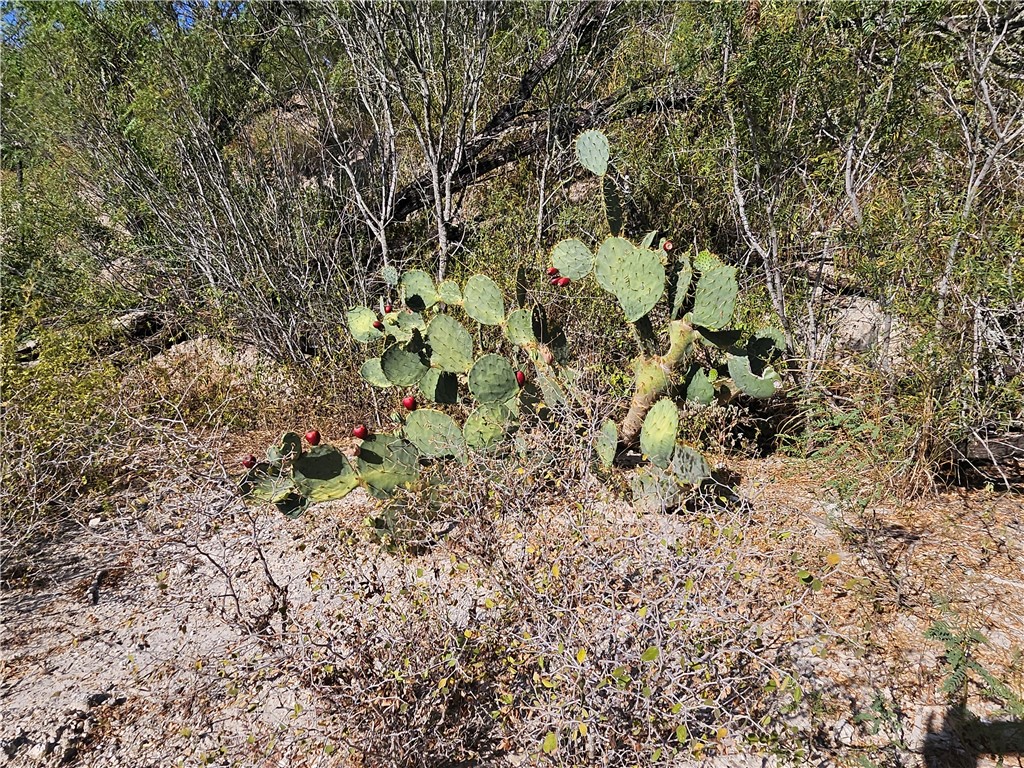 24024 441st Circle Mathis, TX 78368 - Photo 29 of 57 Gallery Image 29