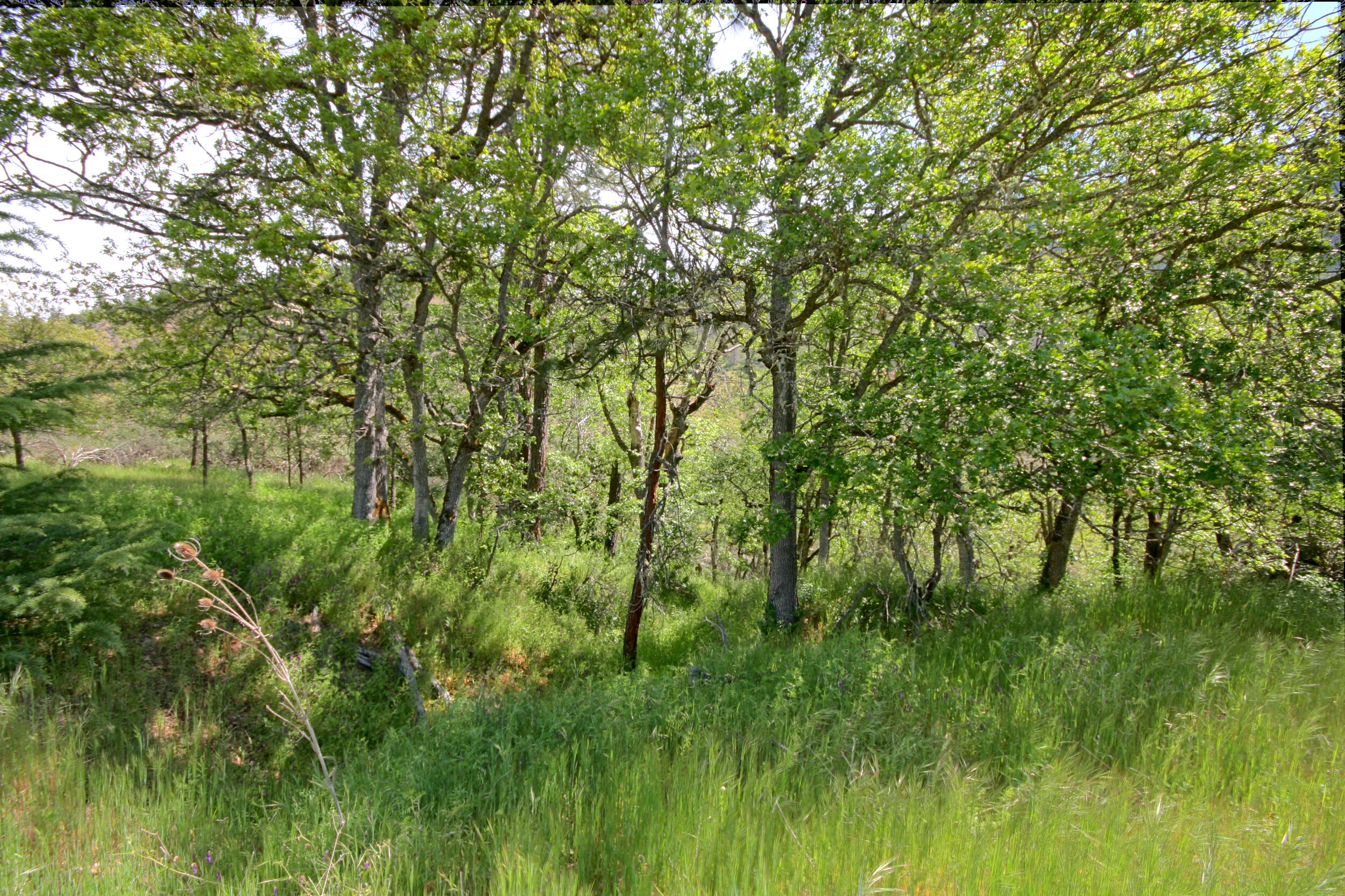 8150 Upper Applegate Road Jacksonville, OR 97530 - Photo 120 of 122