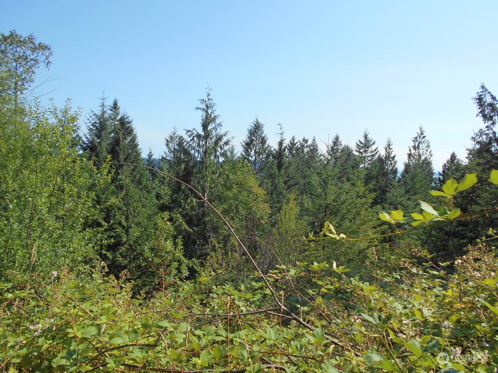 0 Yashi Road Brinnon, WA 98320 - Photo 12 of 38 a view of a green field with lots of bushes