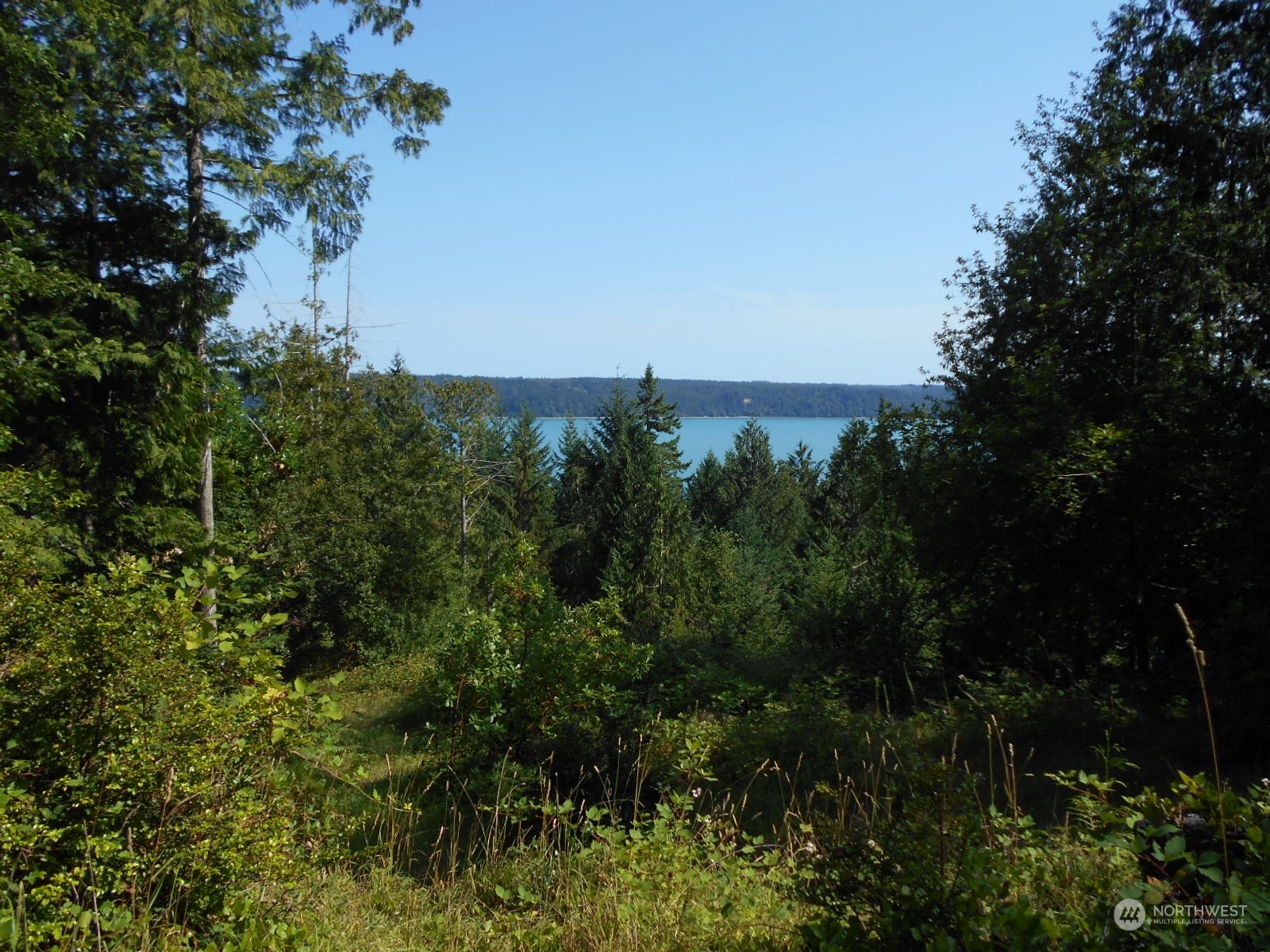 0 Yashi Road Brinnon, WA 98320 - Photo 14 of 38 a view of a garden with a tree