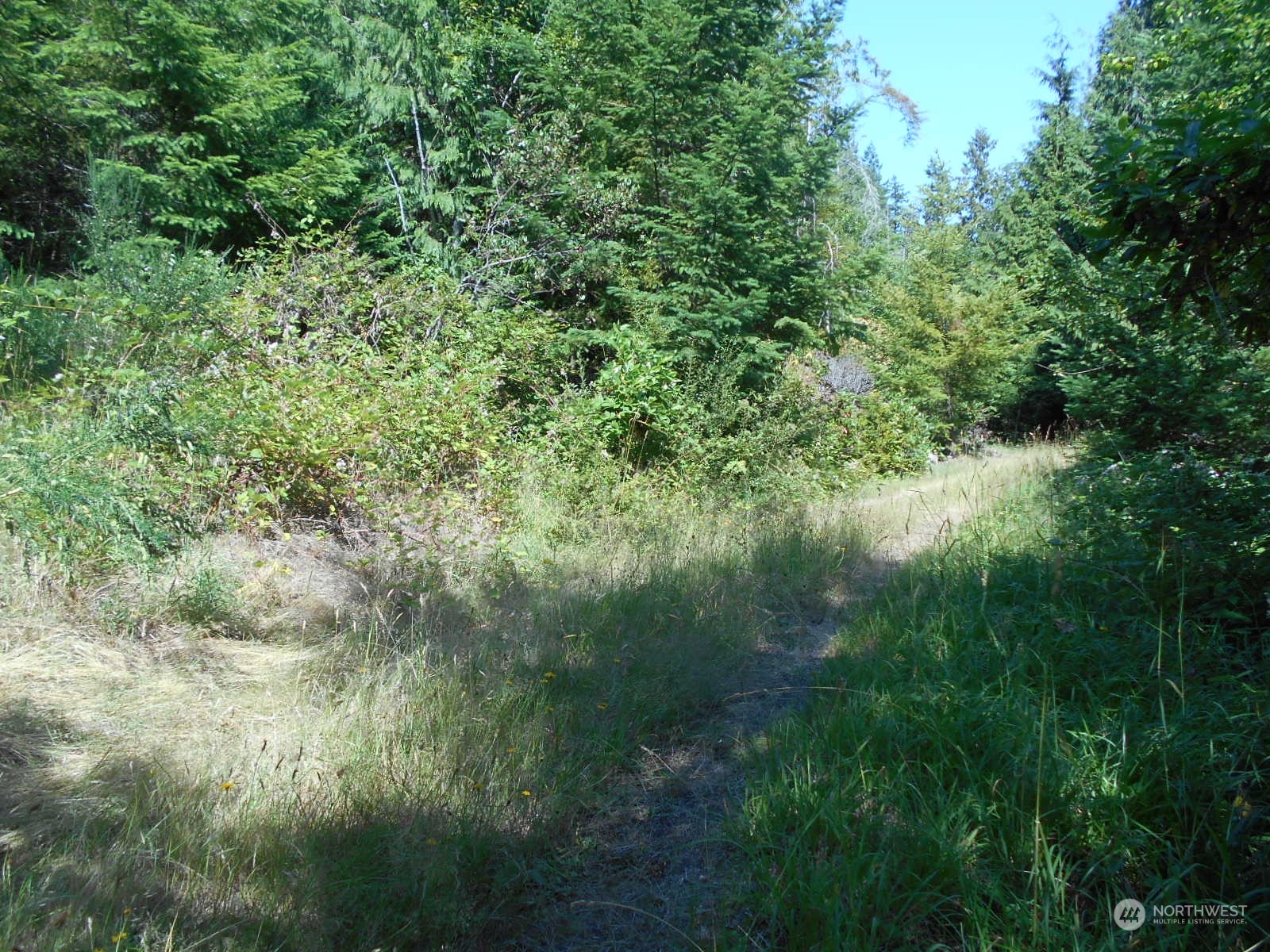 0 Yashi Road Brinnon, WA 98320 - Photo 17 of 38 a view of a lush green forest with lots of trees