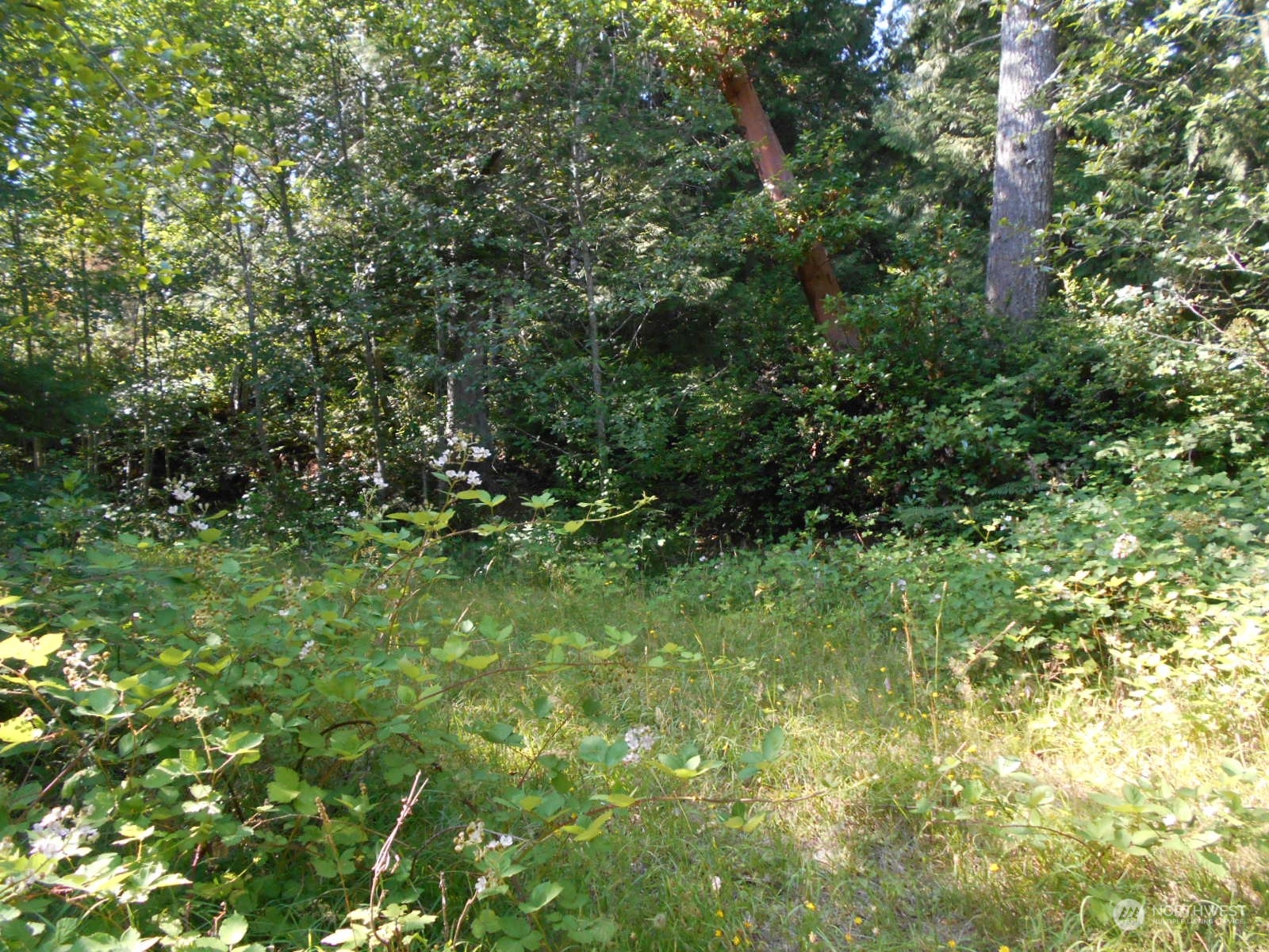 0 Yashi Road Brinnon, WA 98320 - Photo 19 of 38 a view of a lush green forest