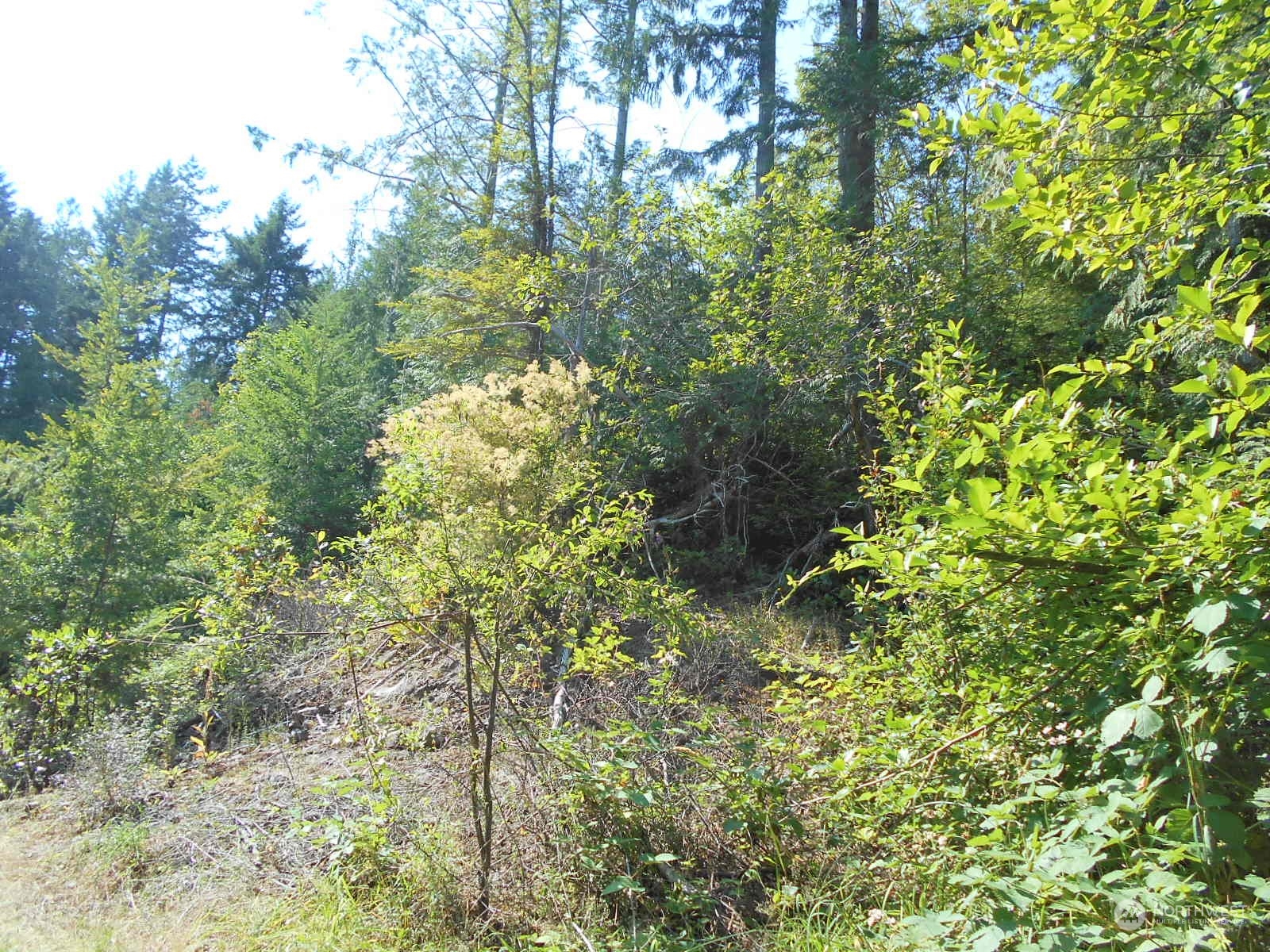 0 Yashi Road Brinnon, WA 98320 - Photo 20 of 38 a view of a tree