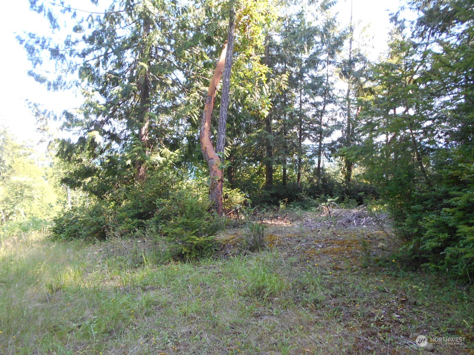 0 Yashi Road Brinnon, WA 98320 - Photo 2 of 38 a view of a forest with trees