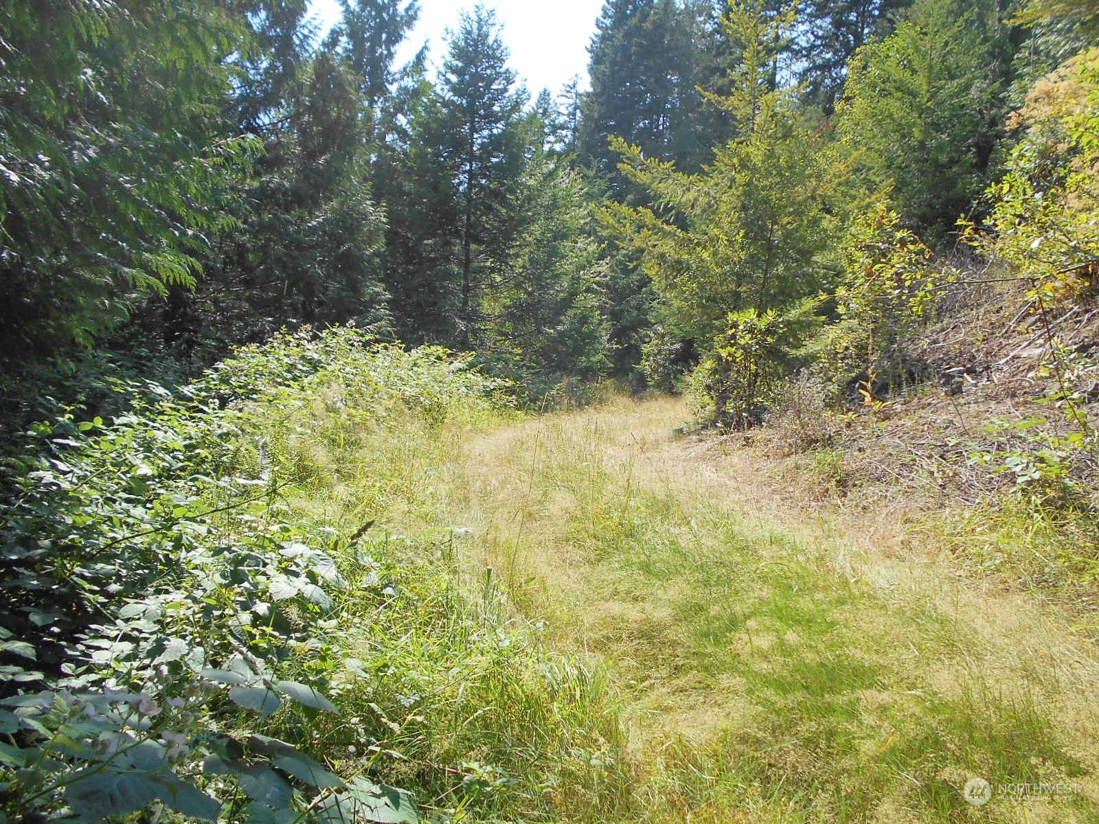 0 Yashi Road Brinnon, WA 98320 - Photo 21 of 38 a view of a yard with plants and trees