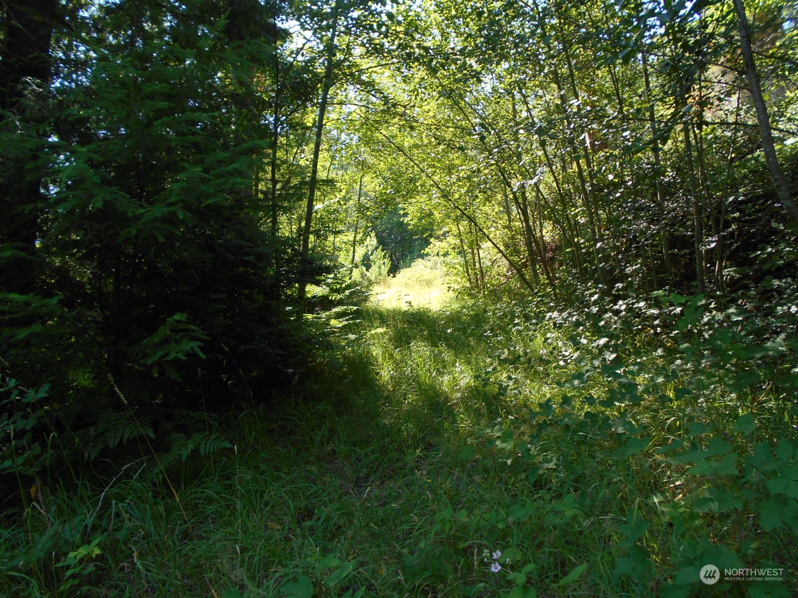 0 Yashi Road Brinnon, WA 98320 - Photo 22 of 38 a view of a tree in a yard