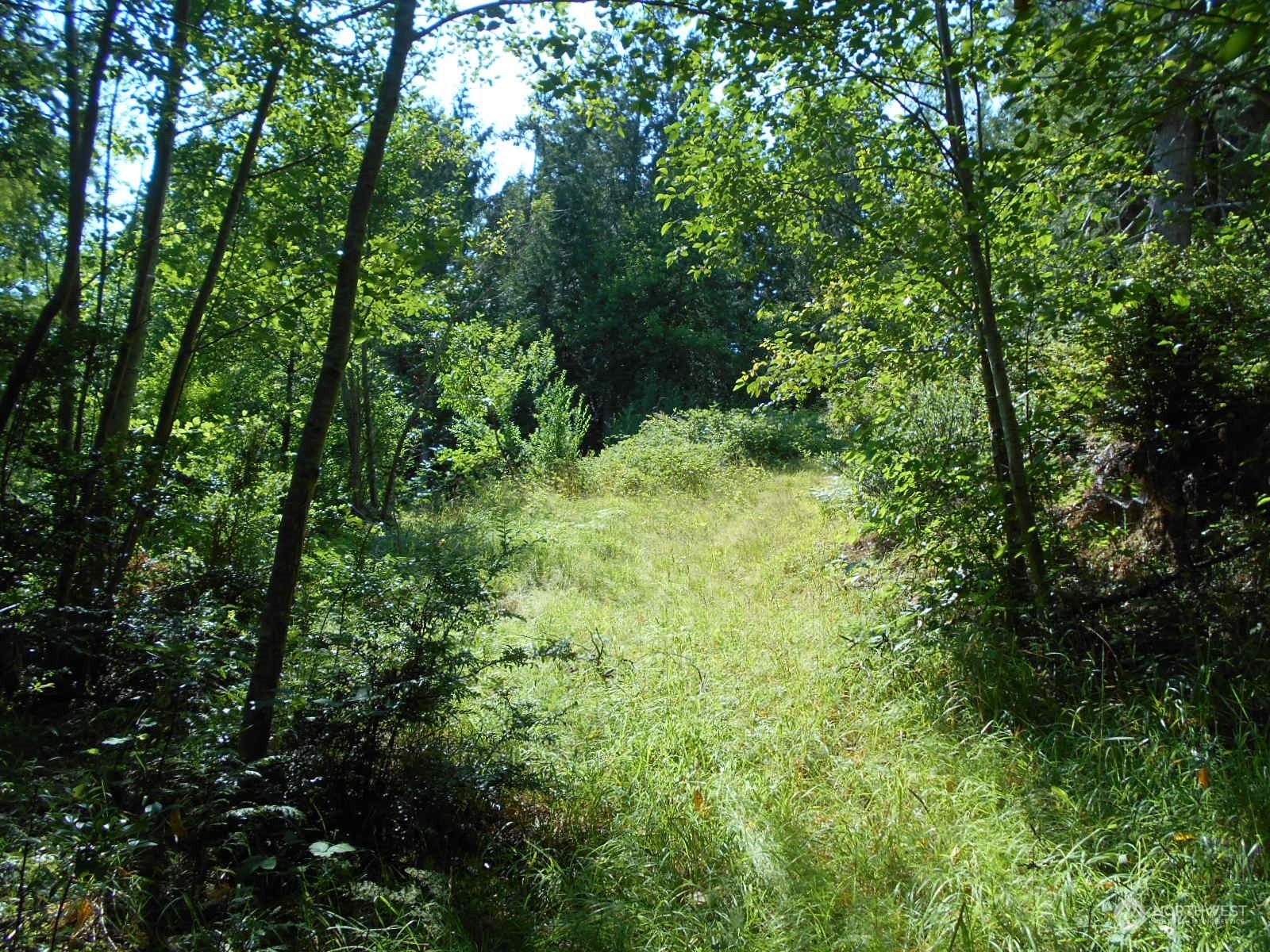 0 Yashi Road Brinnon, WA 98320 - Photo 23 of 38 a view of a lush green forest