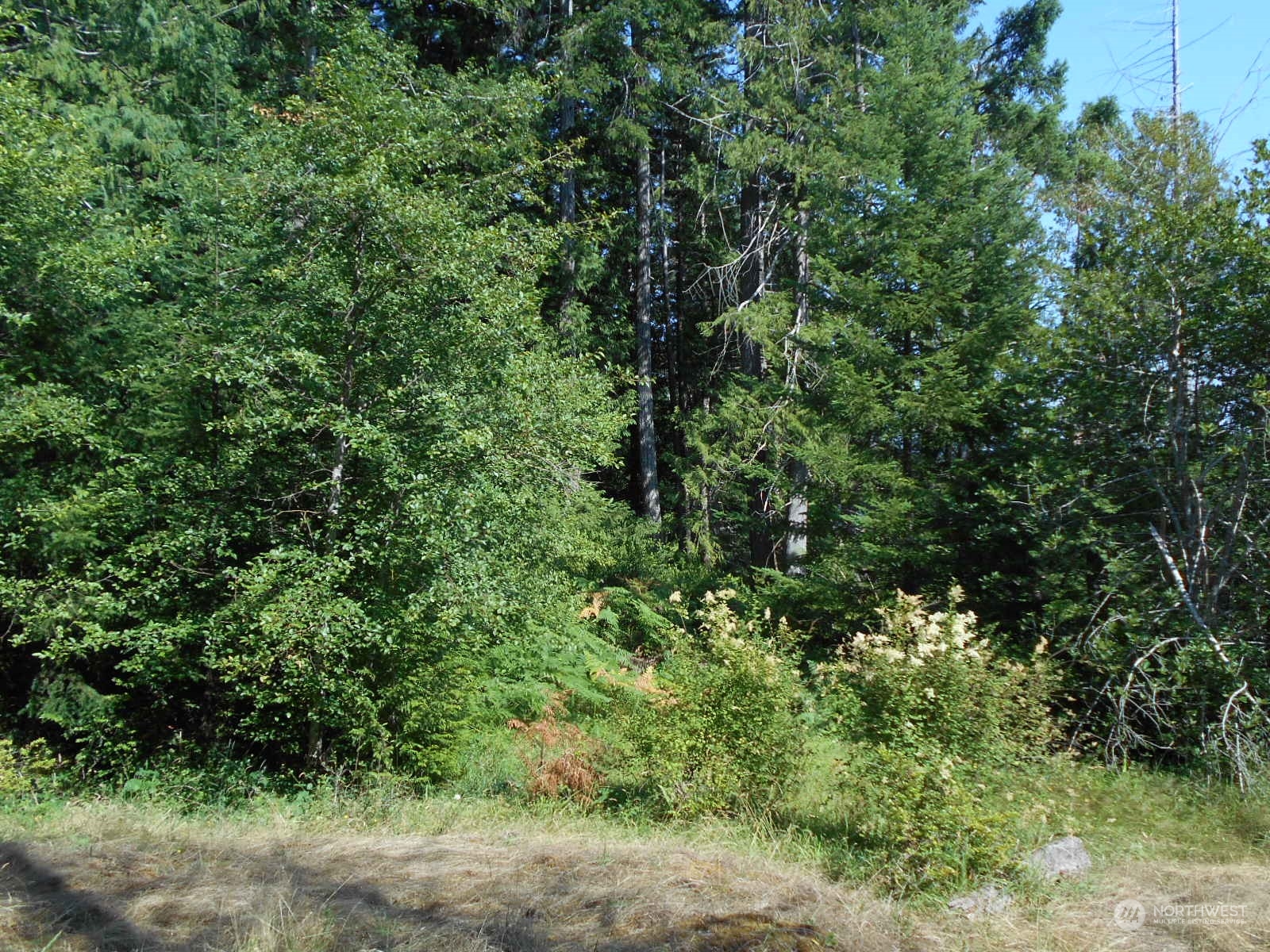 0 Yashi Road Brinnon, WA 98320 - Photo 28 of 38 a view of a forest with a tree