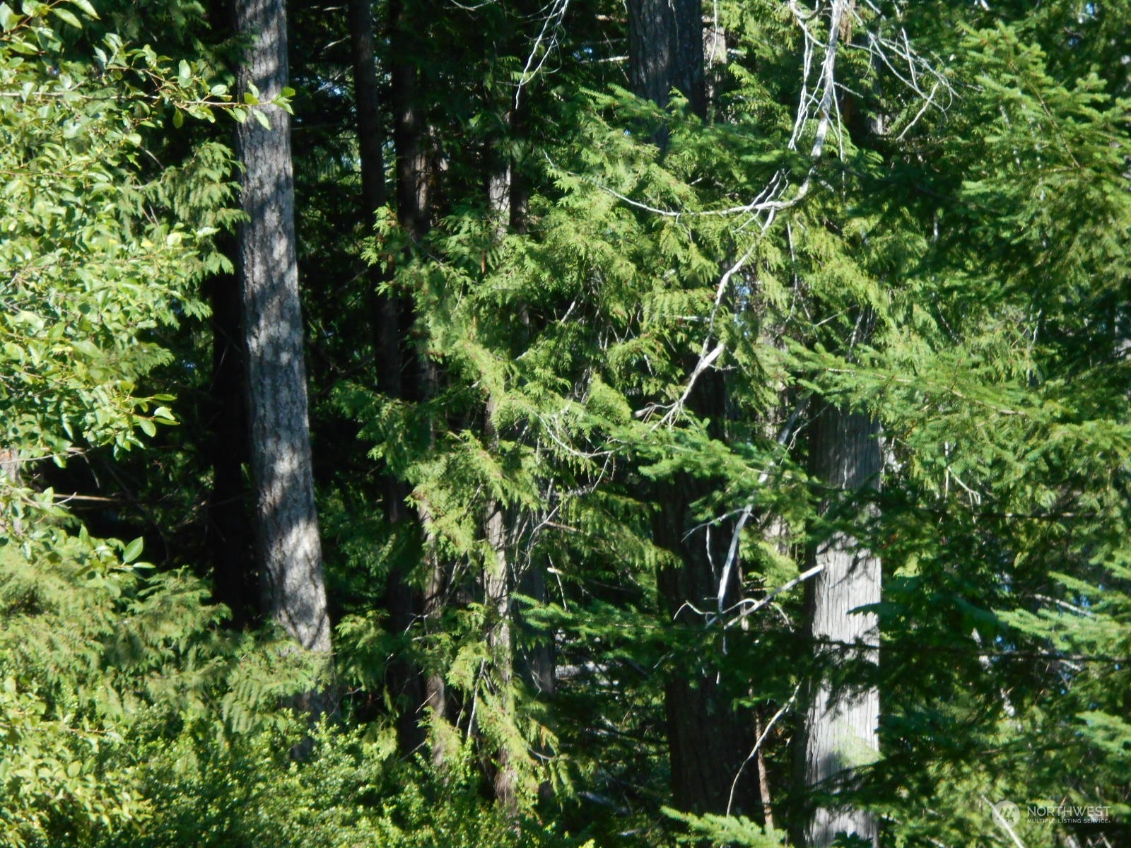 0 Yashi Road Brinnon, WA 98320 - Photo 29 of 38 a backyard of a house with lots of plants