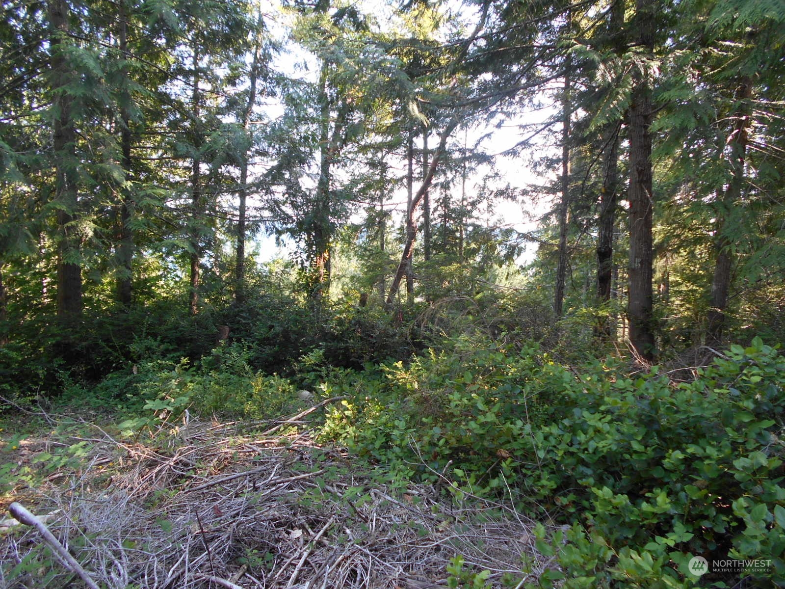 0 Yashi Road Brinnon, WA 98320 - Photo 36 of 38 a view of a forest with trees in the background