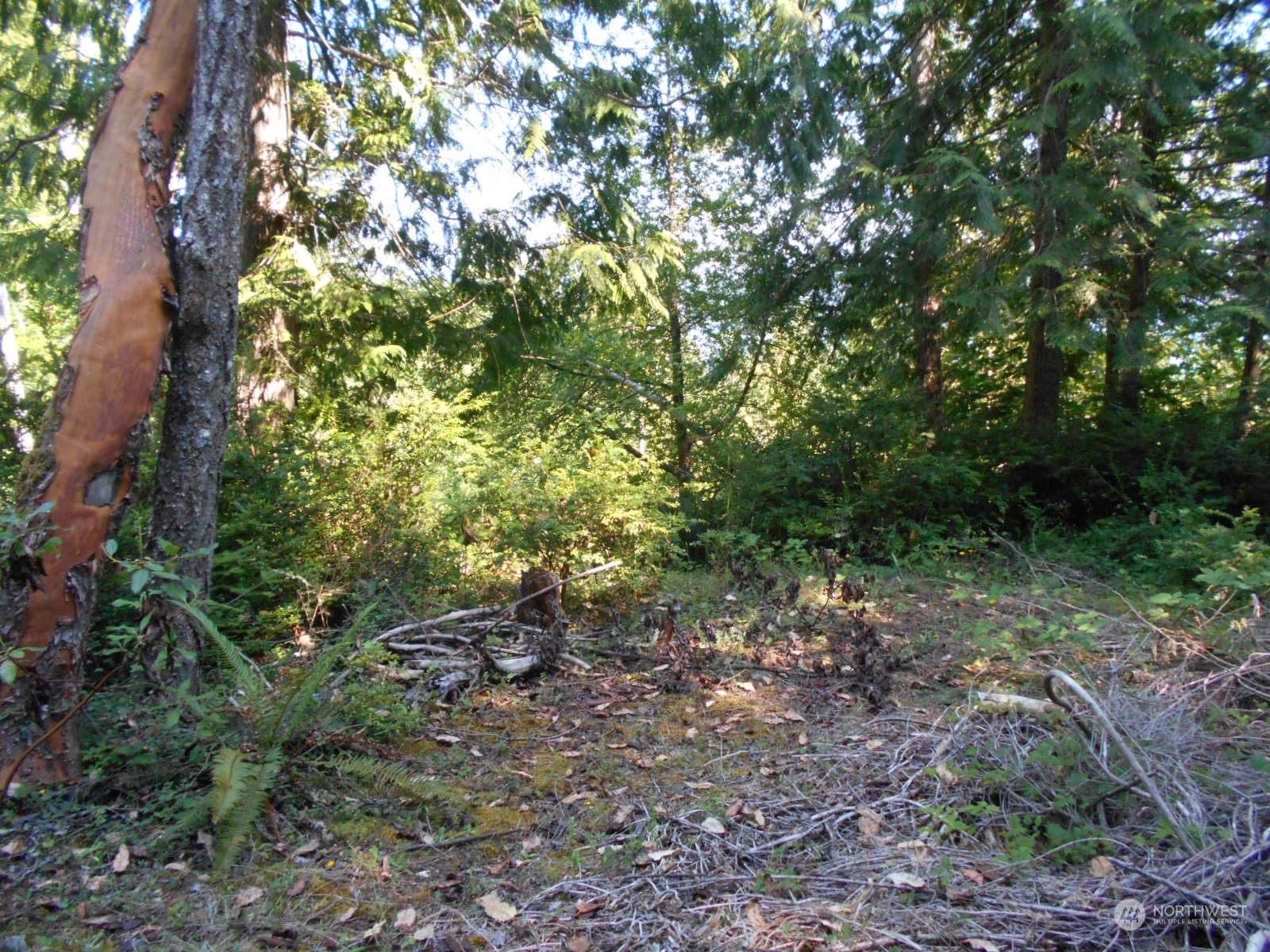 0 Yashi Road Brinnon, WA 98320 - Photo 37 of 38 a view of a forest with lots of trees