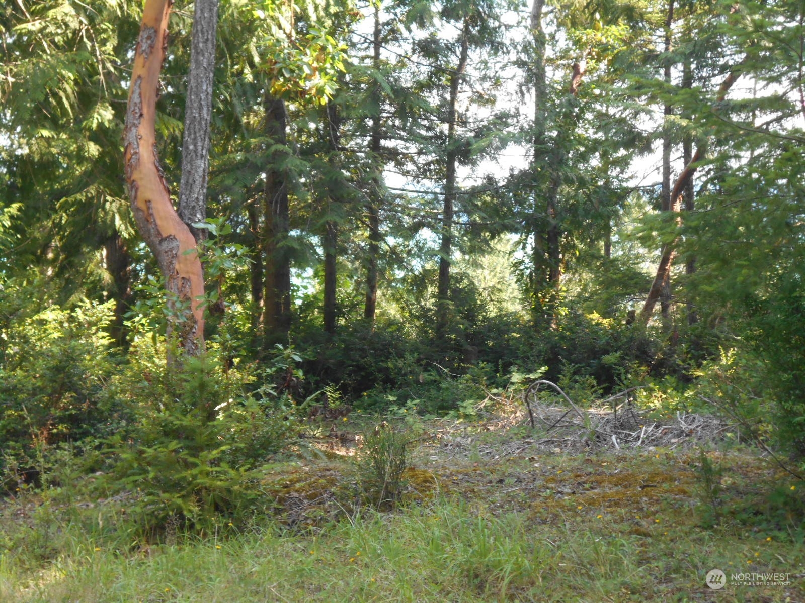 0 Yashi Road Brinnon, WA 98320 - Photo 6 of 38 a view of a lush green forest