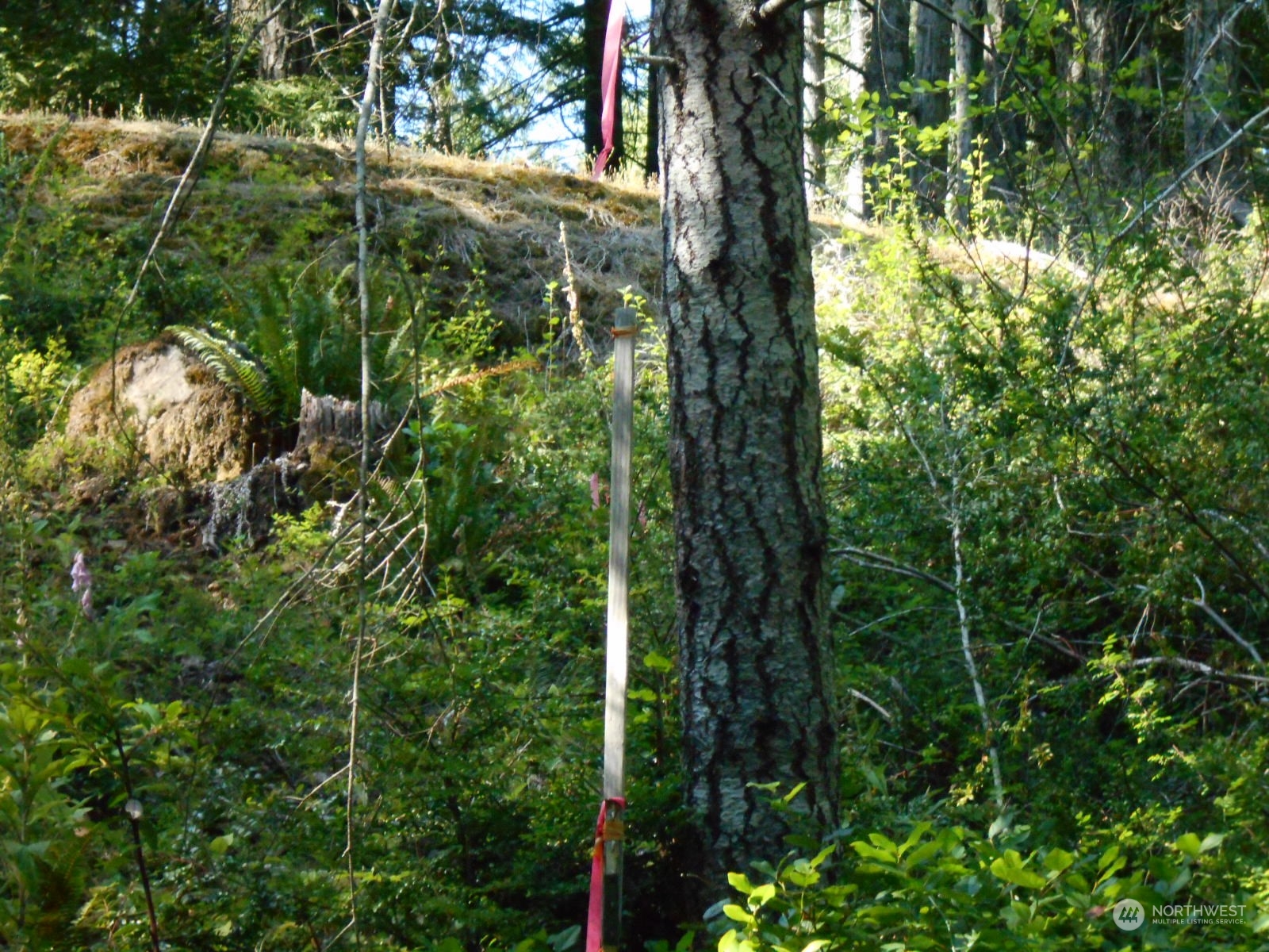 0 Yashi Road Brinnon, WA 98320 - Photo 7 of 38 a view of a garden with plants