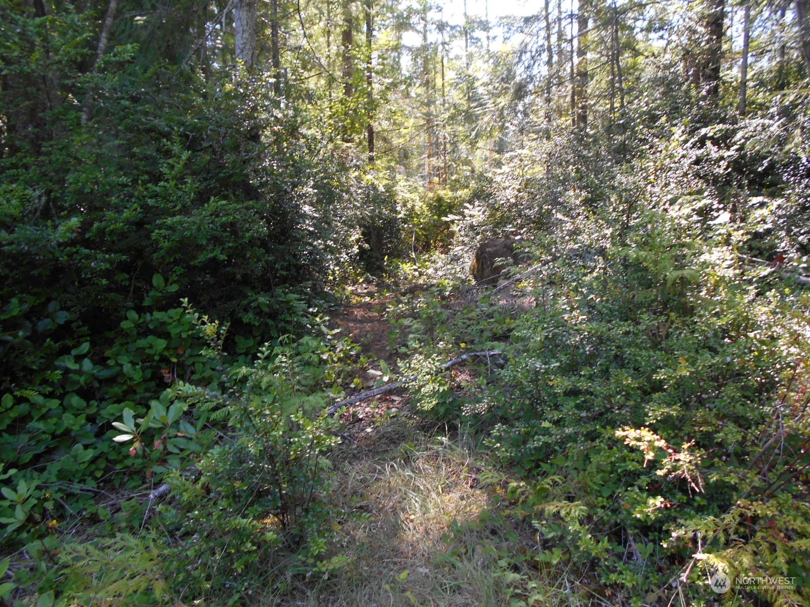0 Yashi Road Brinnon, WA 98320 - Photo 8 of 38 a view of a forest with a tree