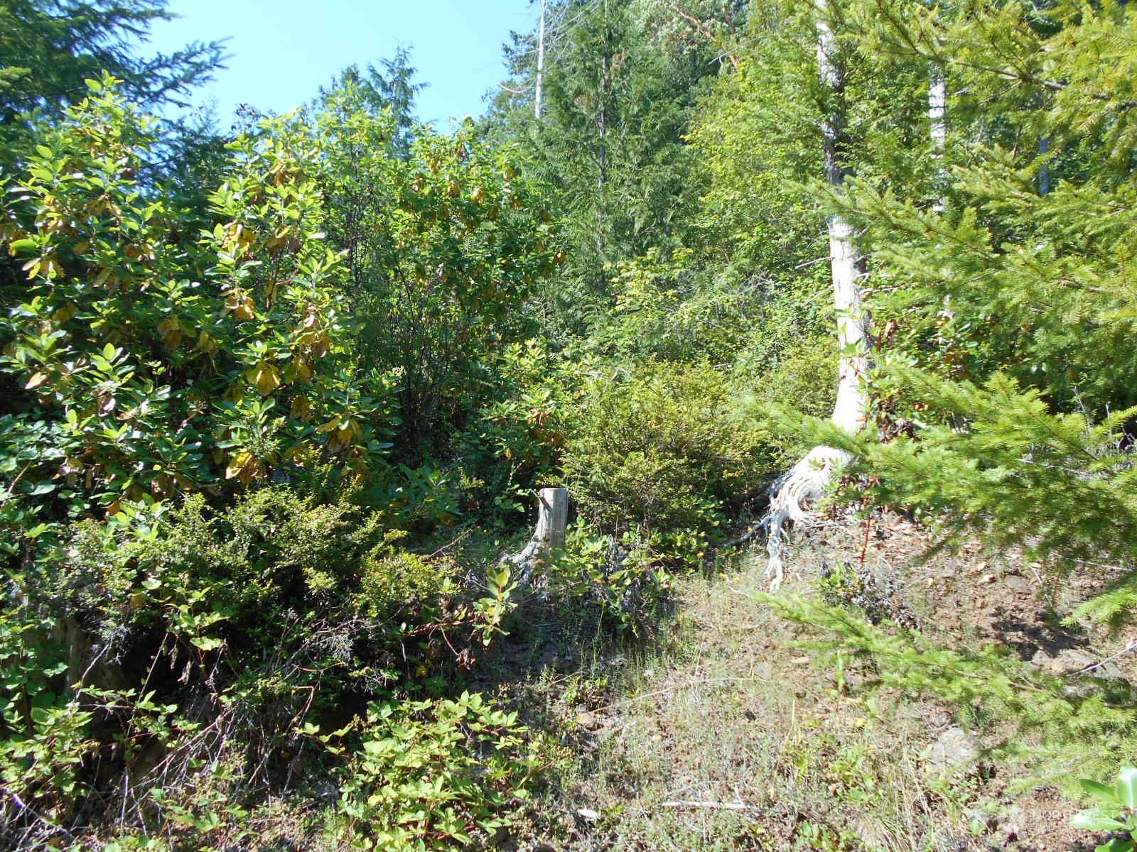 0 Yashi Road Brinnon, WA 98320 - Photo 9 of 38 a view of a tree