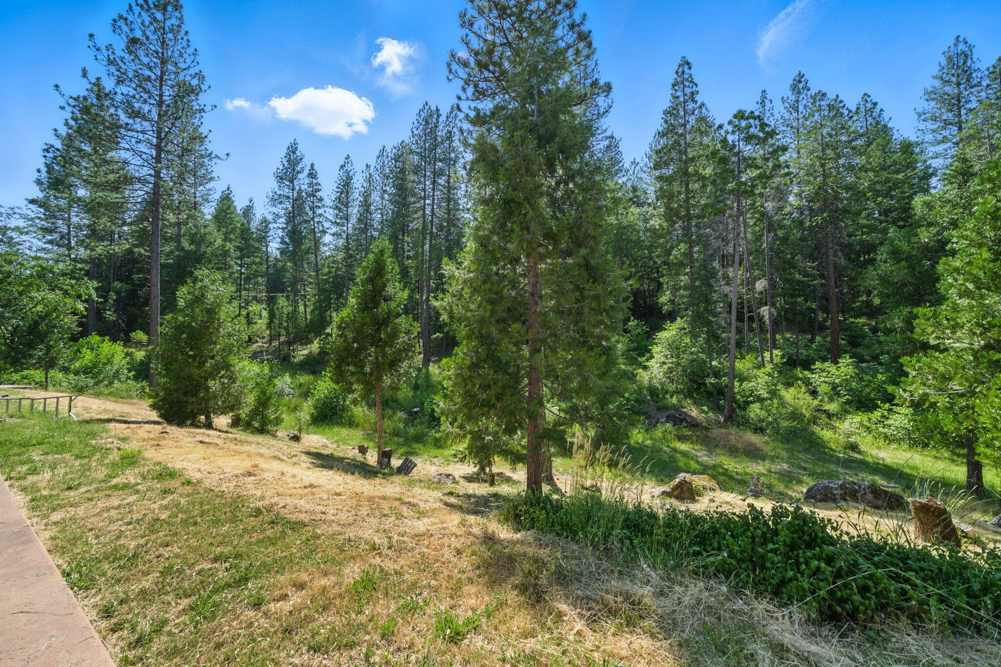 15399 Star Flower Road Oak Run, CA 96069 - Photo 26 of 44 a view of a yard with plants and a bench